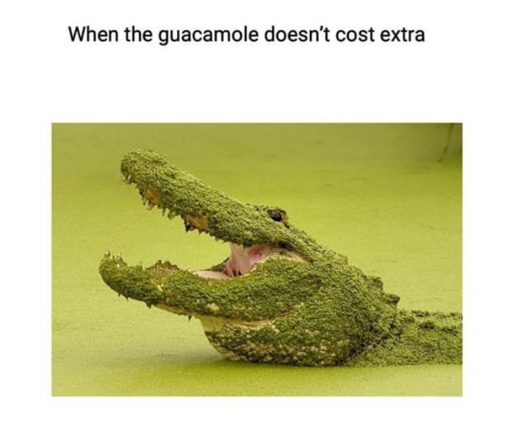 Guac gator20221008_184645.jpg