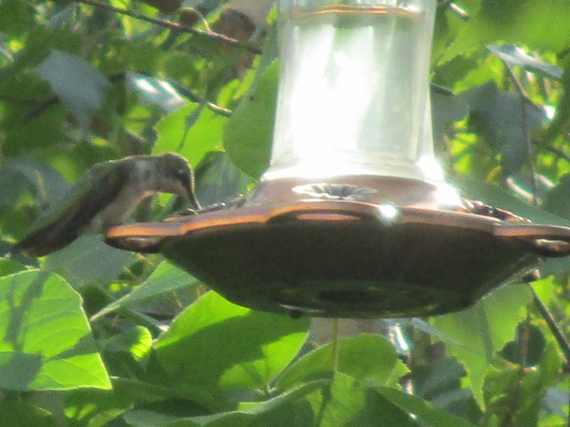 Hummingbird close.JPG