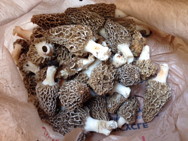 ########Morels.JPG