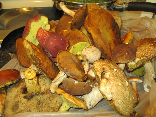 Mushroom haul, july 2021.JPG