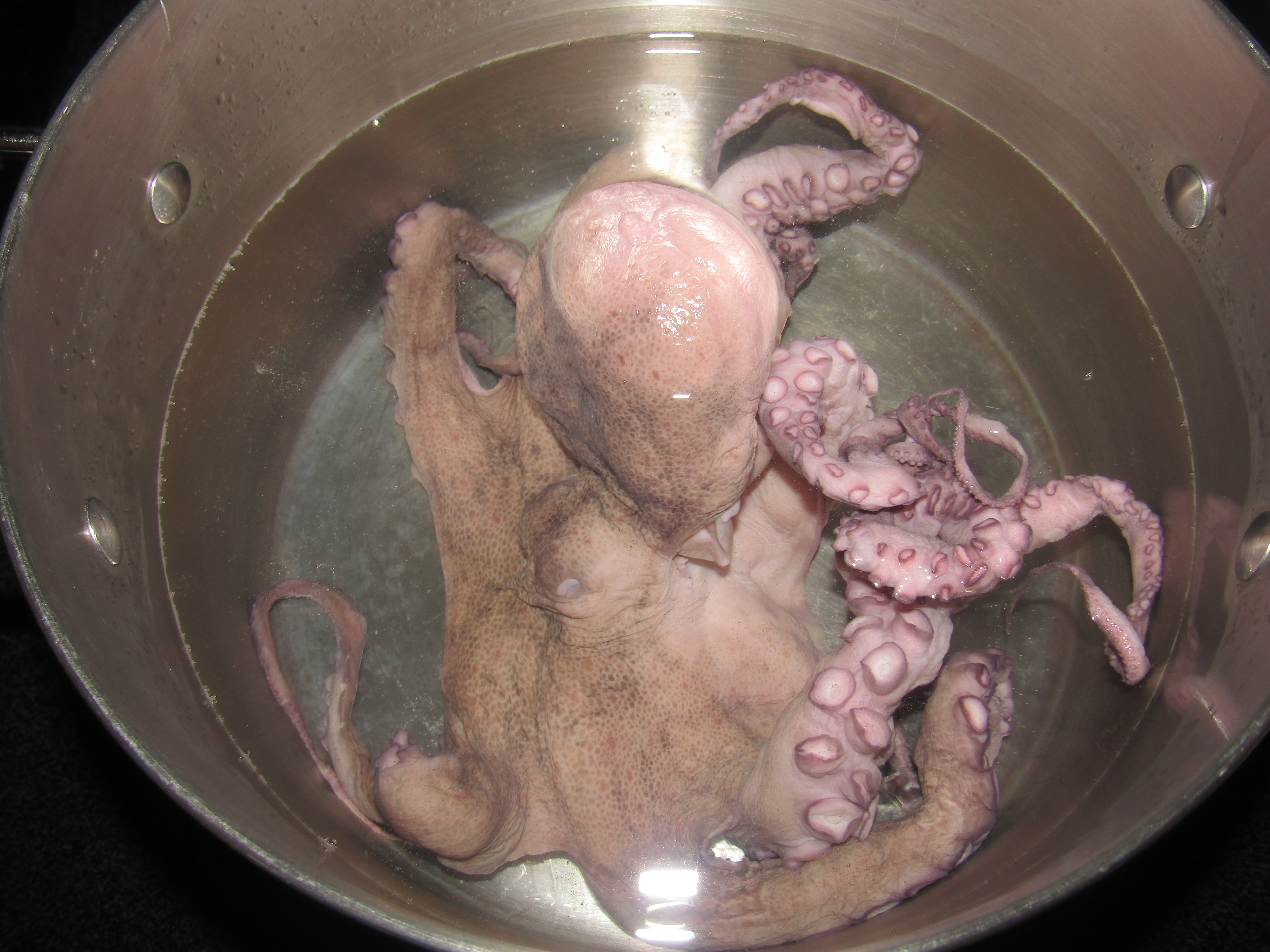 Octopus in Pot.JPG