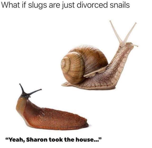 Slugs_1627335419461.jpg