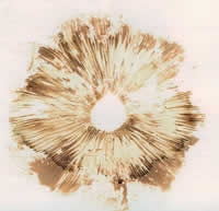 spore print.jpg