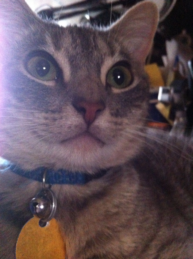 sugar-2.JPG