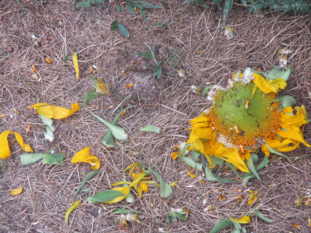 Sunflower head.JPG