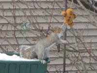 Squirrel eating gingerbread bird seed man.JPG