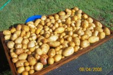 Drying white potatoes (600 x 399).jpg