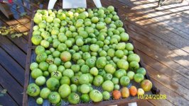 Gr Tomatoes (500 x 283).jpg