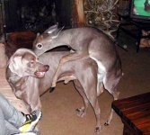 weim&deer.JPG