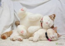 caturday123.jpg