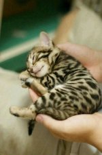 caturday131.jpg