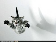 cat_flying.jpg