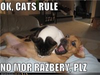 cat_rule.jpg