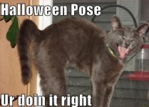 funny-pictures-cat-is-doing-a-halloween-pose-correctly.jpg