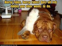 cat_horsey.jpg