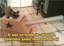 cat_surrendur.jpg