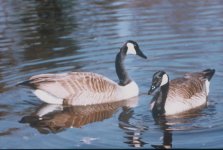 Canada Geese at Parade Rest.jpg