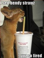 funny-pictures-wrong-straw-for-baby-wildcat.jpg