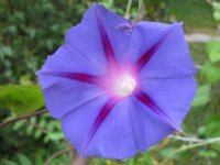 Morning glory, blue.JPG