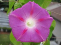 Morning glory, pink.JPG