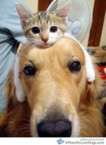 cat headband.jpg