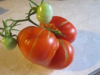 Mutant tomato 2016 1.JPG