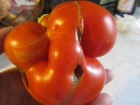 Mutant tomato 2016 3.JPG