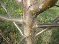 tree3.jpg