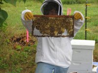 beehives 72012 013.jpg