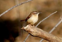 carolina_wren457.jpg