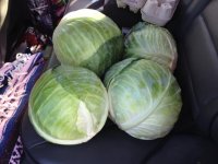 #Cabbage.jpg