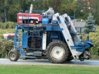 grape pickin' 5.jpg