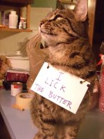 cat_butter.jpg
