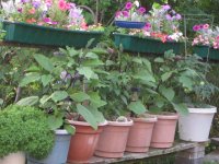 Pots 2010.JPG