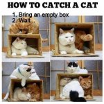 catch a cat.jpg