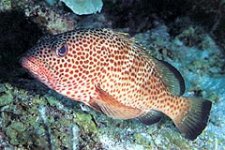 Strawberry Grouper.jpg