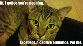 pooping cat.jpg