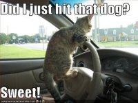 funny-pictures-driving-cat-hits-dog.jpg