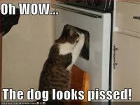 funny-pictures-cat-oven-pissed-dog.jpg