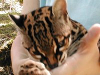 Margay2.jpg
