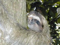 Sloth in tree.jpg