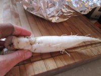 Daikon.JPG