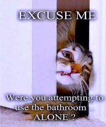 bathroom cat.jpg