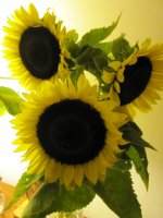 Sunflowers.JPG