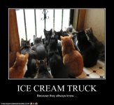 cat_icecreamtruck.jpg