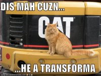 cat_bigcat.jpg