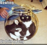 cat_inbowl2.jpg