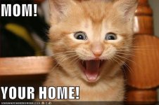 cat_momyourehome.jpg