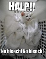 bleech.jpg