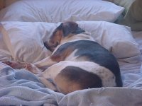 LRD Blue Pillows.JPG